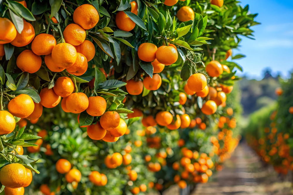 mandarinas ecologicas