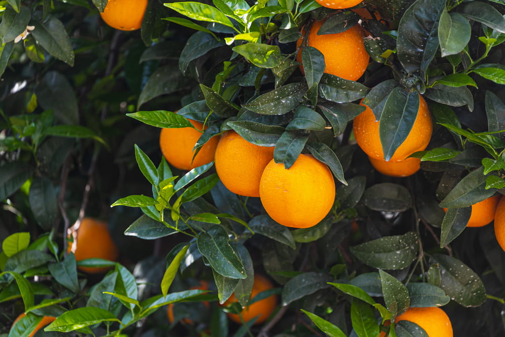 sale of oranges in Valencia