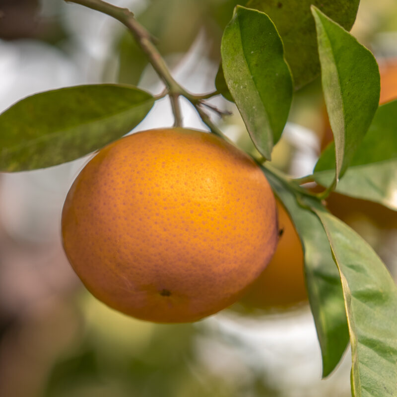 Mandarin Clemenvilla