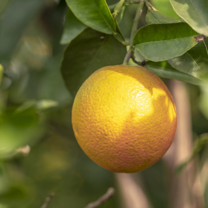 Orange Navelina