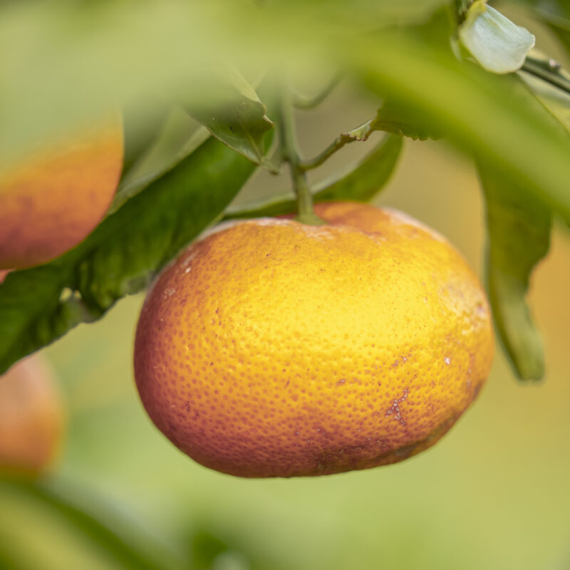 Mandarin Satsuma Okitsu
